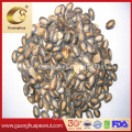 New Crop Watermelon Seeds with Best Quality